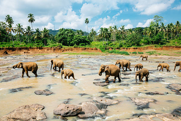 Pinnawala elephant orphanage, Sri Lanka. Shot with Canon 5D mkIII.